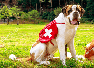 雪山上的移動(dòng)救護(hù)車，竟然是只狗？ 你應(yīng)該知道的日常急救常識